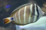 Sailfin tang