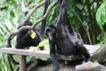 Colombian black spider monkey