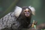 Common marmoset