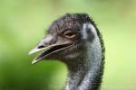 Common emu