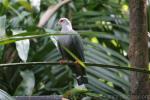 Pinon's imperial-pigeon