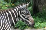 Grant's zebra