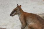 Agile wallaby