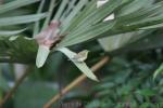 Olive-backed sunbird