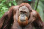 Sumatran orangutan