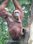 Bornean orang-utan