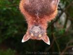 Large flying-fox