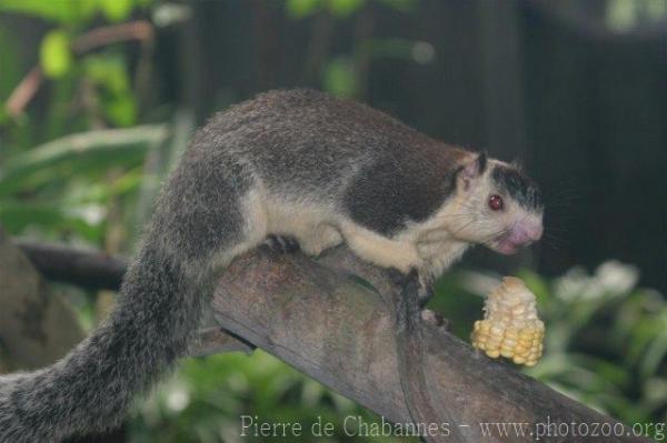 Sri Lankan giant squirrel