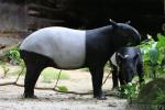 Malayan tapir