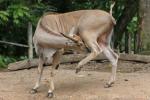 Common eland