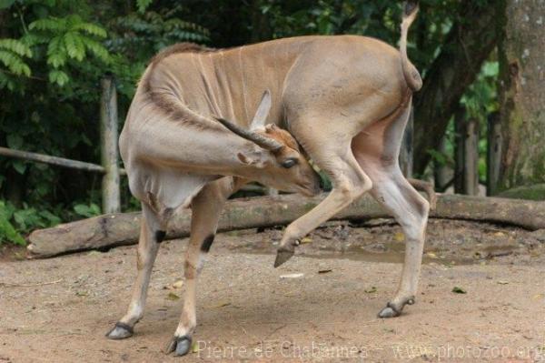 Common eland