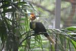 Wrinkled hornbill