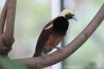 Jurong Bird Park