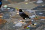 Javan myna