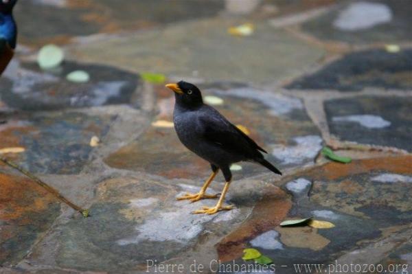 Javan myna