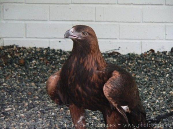 Golden eagle *