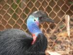 Dwarf cassowary *