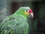 Red-lored amazon