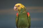 Yellow-headed amazon