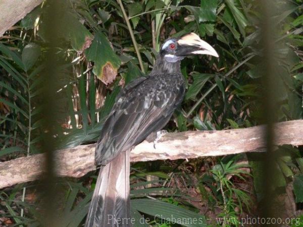 Bushy-crested hornbill