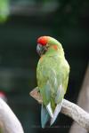 Red-fronted macaw