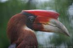 Southern rufous hornbill