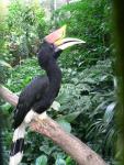 Sumatran rhinoceros hornbill