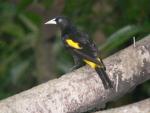 Yellow-rumped cacique