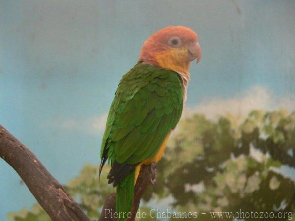 Black-legged parrot