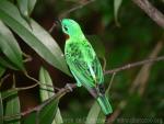 Orange-eared tanager *