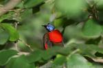 Wilson's bird-of-paradise *