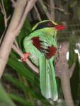 Common green magpie