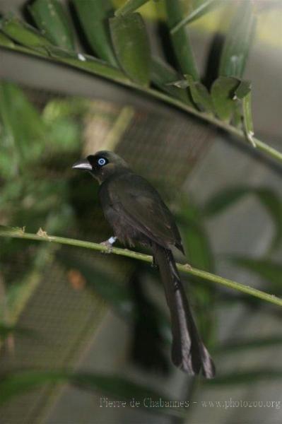 Racket-tailed treepie