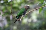 Hawk-headed parrot