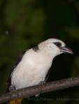 White-headed buffalo-weaver *