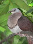 Zoe's imperial-pigeon *