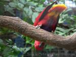 Eclectus parrot