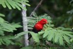 Violet-necked lory