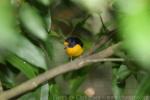 Violaceous euphonia