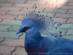 Victoria crowned-pigeon