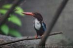 White-throated kingfisher