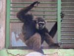 Agile gibbon