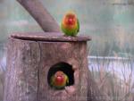 Fischer's lovebird *