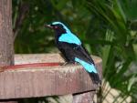 Asian fairy blue bird