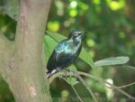 Greater blue-eared starling