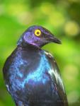 Purple glossy starling