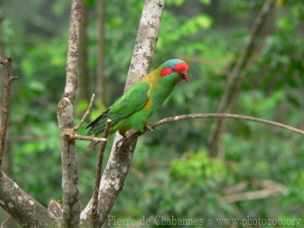 Musk lorikeet