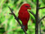 Red lory