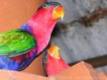 Black-capped lory