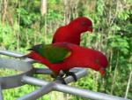 Chattering lory